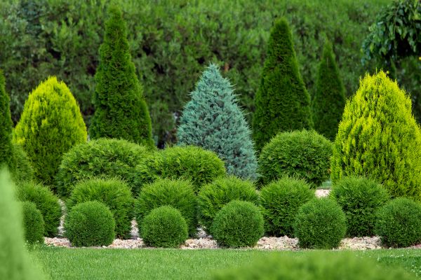 Bush Trimming Service in Long Beach