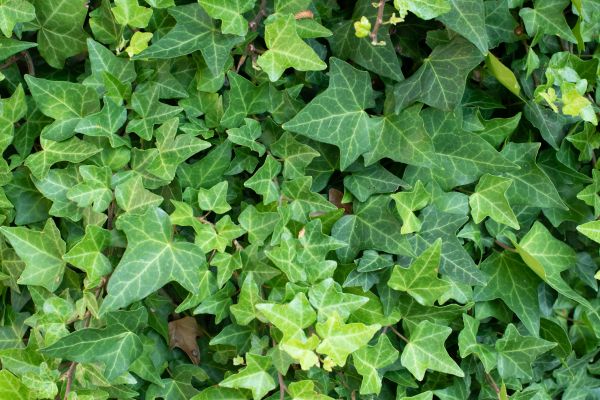English Ivy Removal in Long Beach