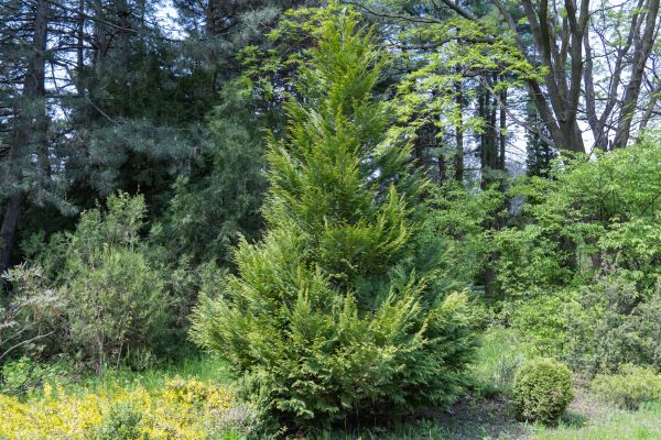 Juniper Pruning in Long Beach