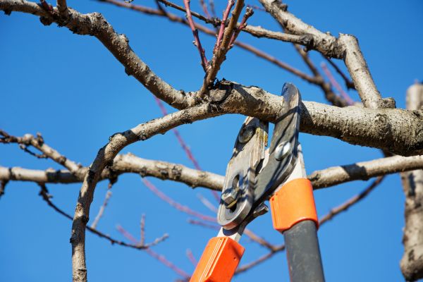 Pruning Service in Long Beach