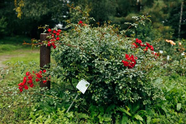 Rose Bush Removal in Long Beach
