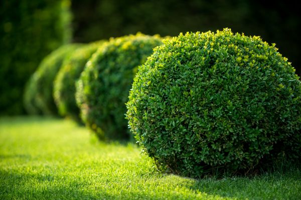 Cost of Bush Pruning in Long Beach