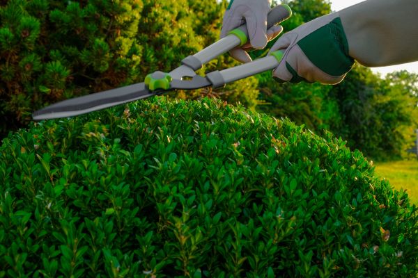 Topiary Shearing in Long Beach