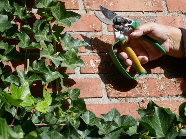 Ivy Removal Service in Long Beach