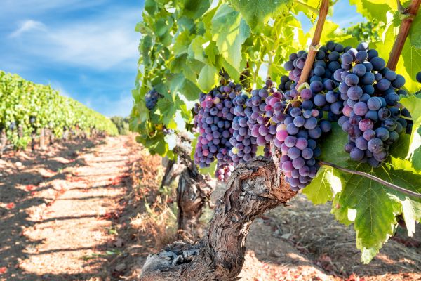 Cost of Grapevine Pruning in Long Beach