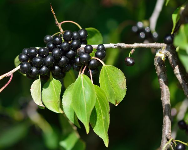 Buckthorn Removal in Long Beach