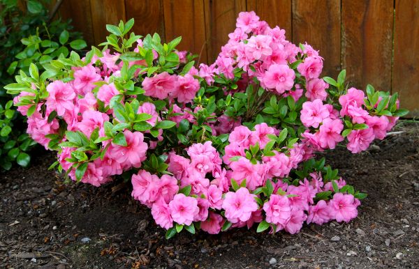 Azaleas Removal in Long Beach