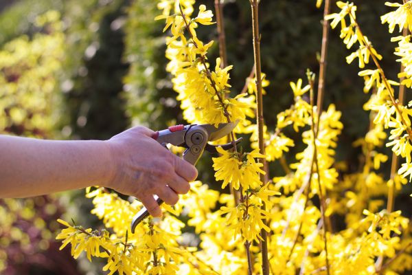 Forsythia Pruning in Long Beach