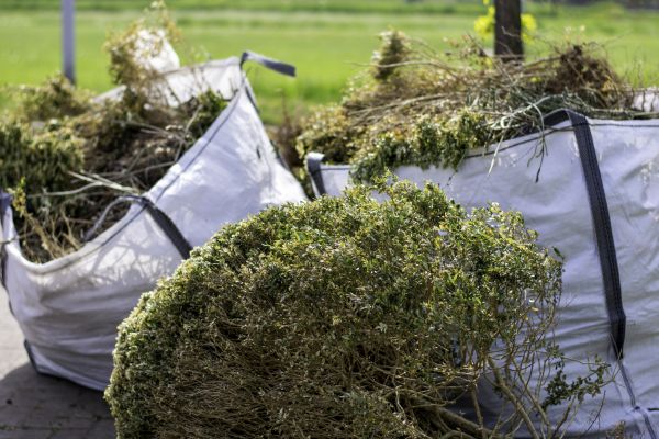 Cost of Shrubs Removal in Long Beach