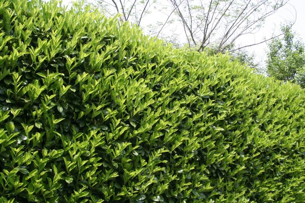 Laurel Shrub Removal in Long Beach