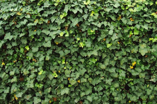 Ivy Pruning service in Long Beach