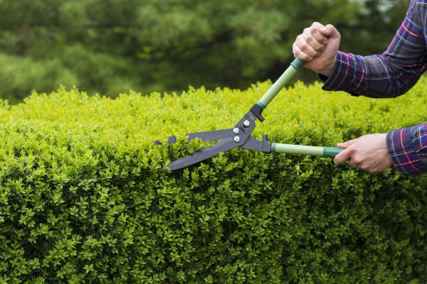 Evergreen Shrub Pruning in Long Beach