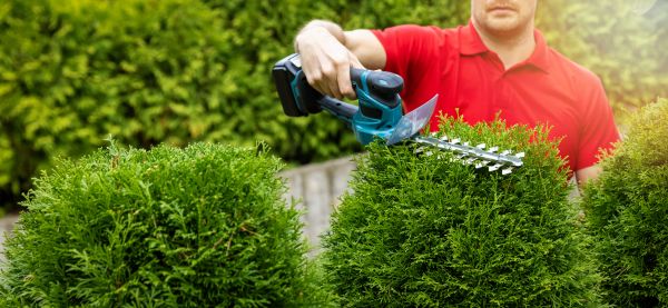 Hedge Shaping Service in Long Beach