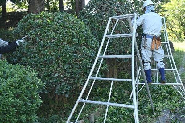 Holly Shaping in Long Beach