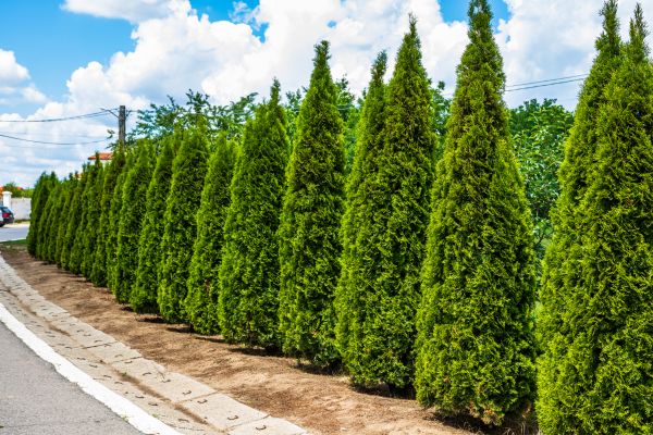 Arborvitae Shearing in Long Beach