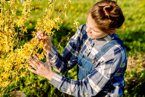 Forsythia Trimming in Long Beach