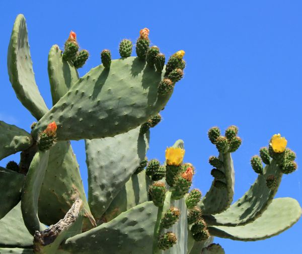 Cactus Removal in Long Beach