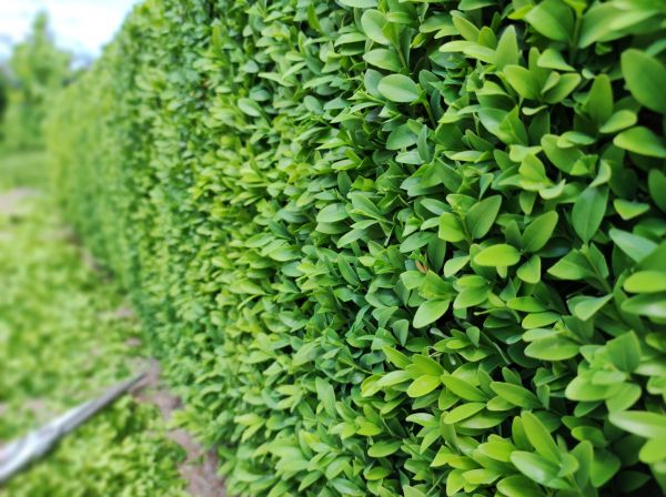 Cost of Boxwood Pruning in Long Beach