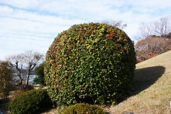 Holly Shrub Pruning in Long Beach