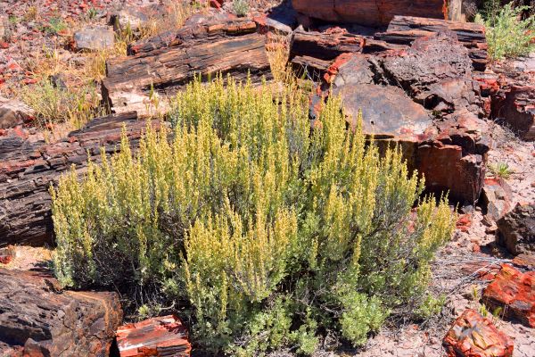 Sagebrush Removal in Long Beach