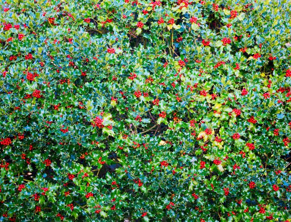 Holly Bush Removal in Long Beach
