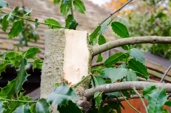 Holly Tree Removal in Long Beach