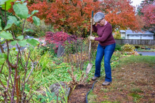 Dead Bush Removal in Long Beach