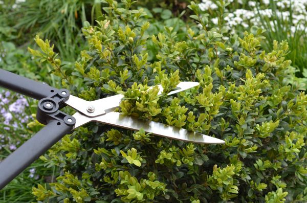 Cost of Boxwood Trimming in Long Beach