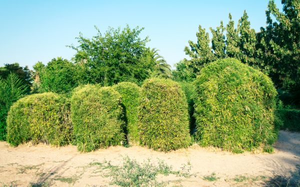 Bamboo Hedge Removal in Long Beach