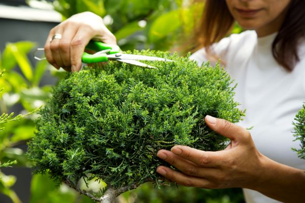 Juniper Shrub Pruning in Long Beach