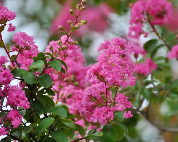 Crepe Myrtle Removal in Long Beach