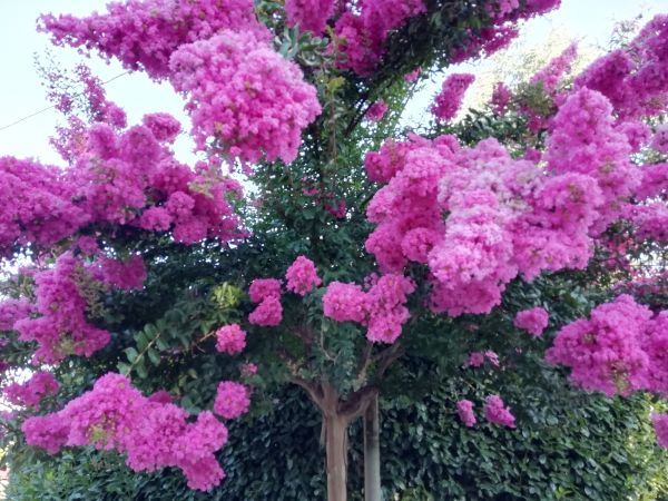Crape Myrtle Pruning in Long Beach