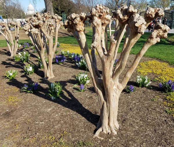 Myrtle Tree Removal in Long Beach