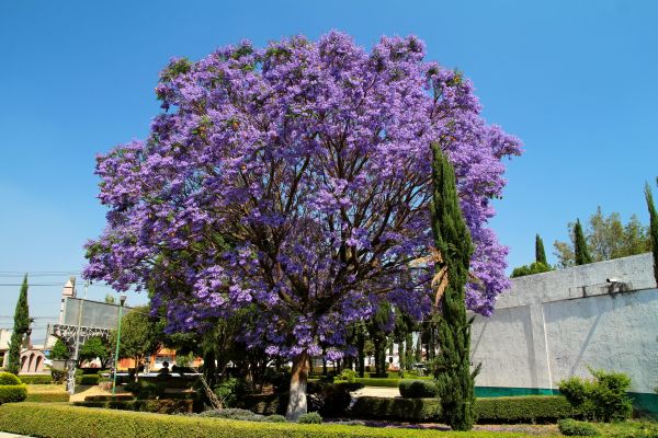 Jacaranda Pruning in Long Beach
