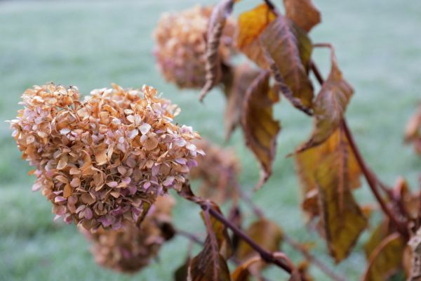 Hydrangea Removal in Long Beach