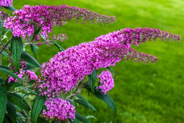Butterfly Bush Removal in Long Beach