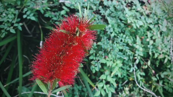 Bottlebrush Pruning in Long Beach