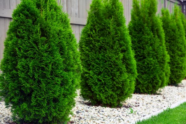 Arborvitae Trimming in Long Beach